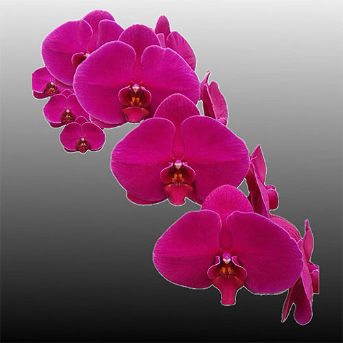 Phalaenopsis Lin Amber B S Phalaenopsis Lin Amber B S